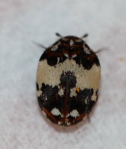 Anthrenus pimpinellae